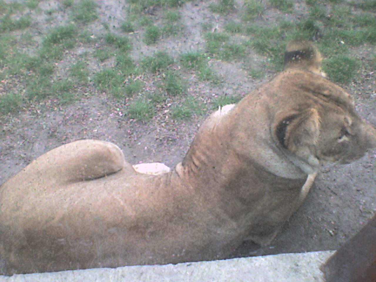 levica