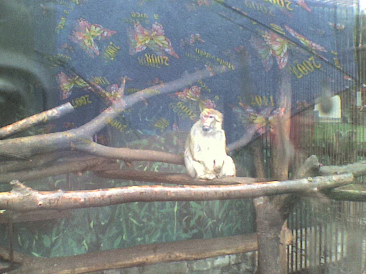opica