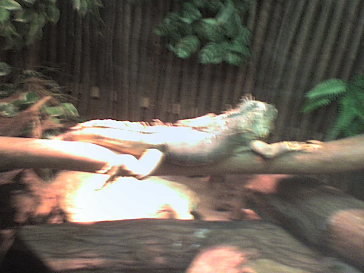 chameleon