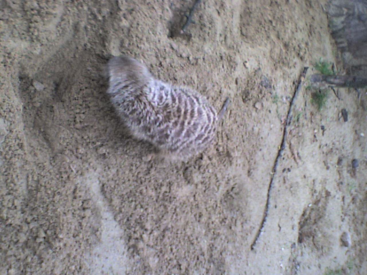 z madagaskaru